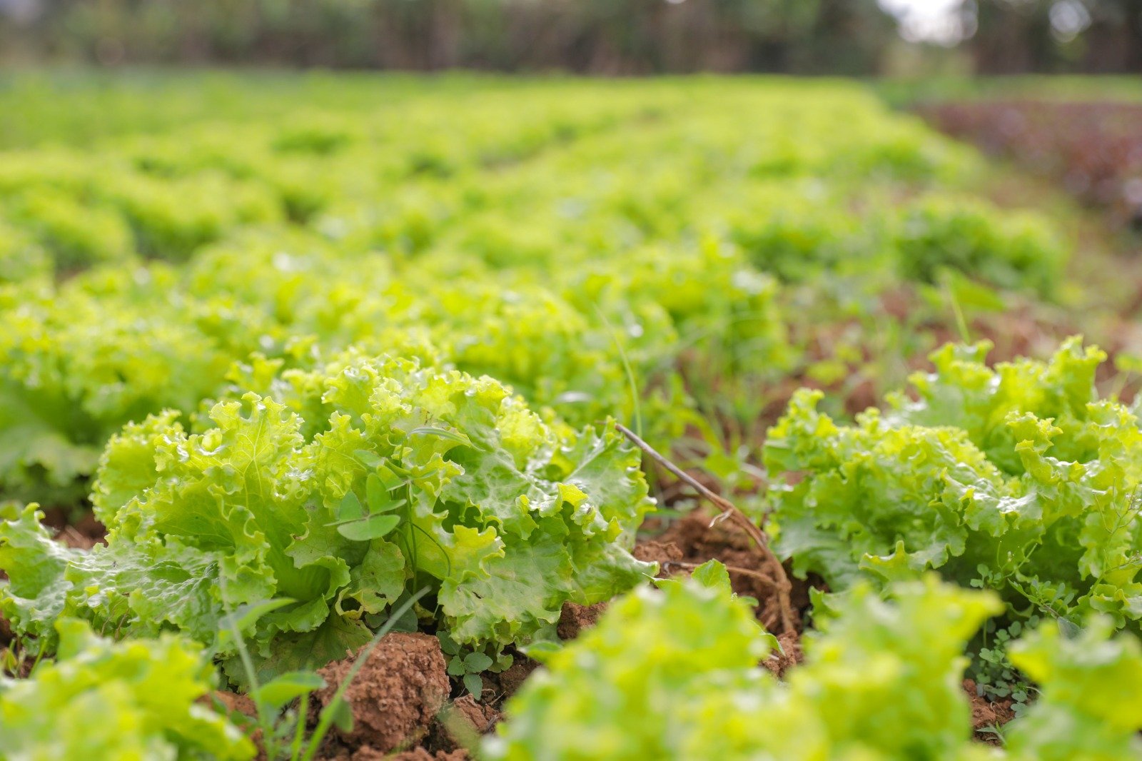 6.7.-Agricultura.-Foto-Tony-Oliveira-Agencia-Brasilia2.jpeg