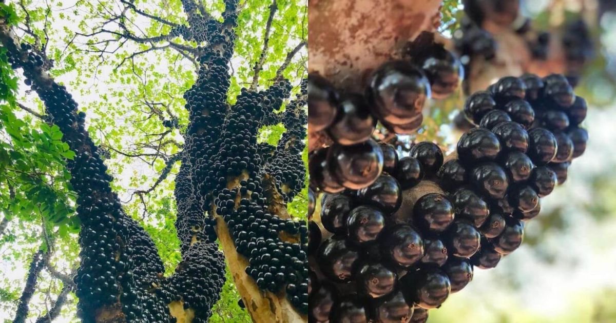 A-maior-fazenda-de-jabuticabas.jpg