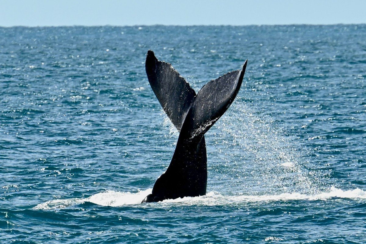 AFP__20260828__C62Z22E__v1__MidRes__BrazilEnvironmentAnimalOceans.jpg
