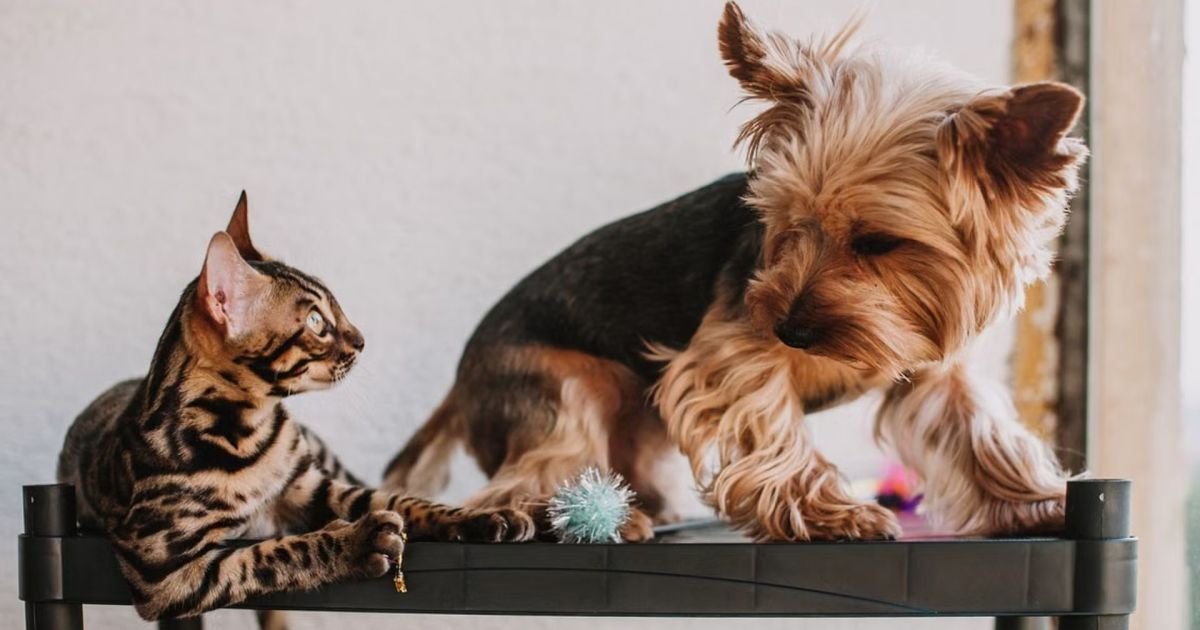 Brinquedos-de-caes-e-gatos.jpg