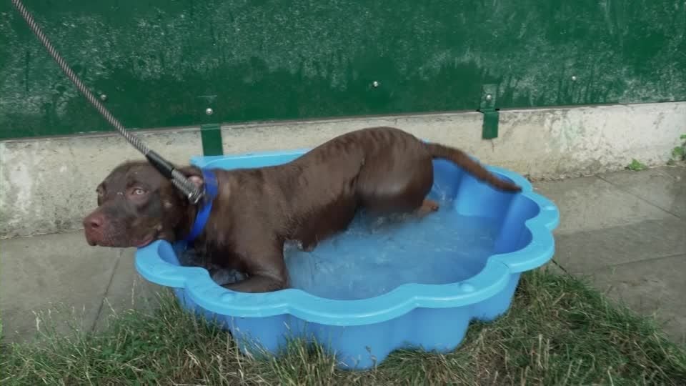cachorro-calor-paris.jpg