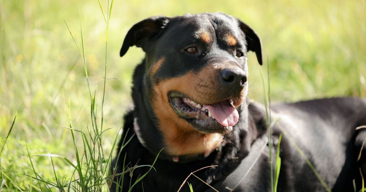 closeup-rottweiler-dog.jpg