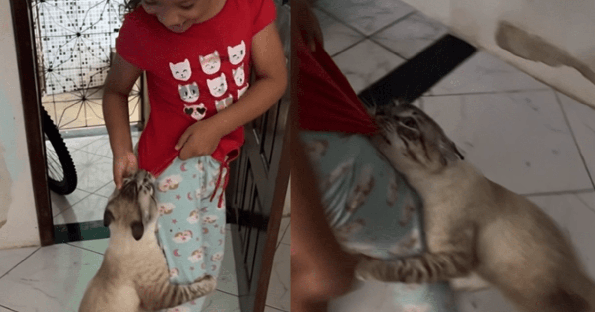 gato-pega-pega-2.png