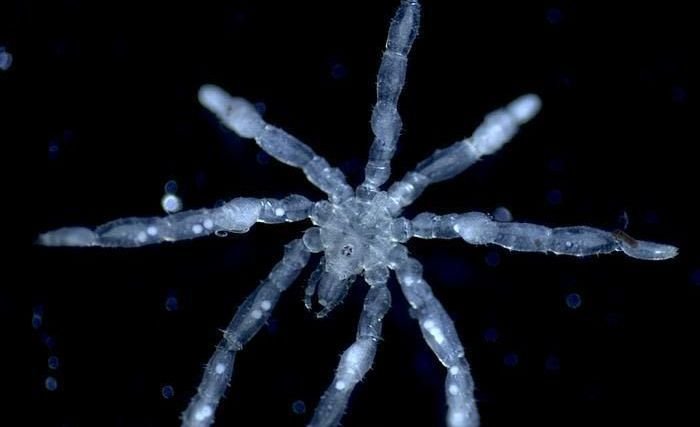nova-especie-de-aranha-descobeta-no-fundo-do-oceano-e1790358614753.jpg