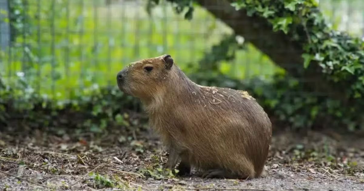 Capivara-Samba.jpg