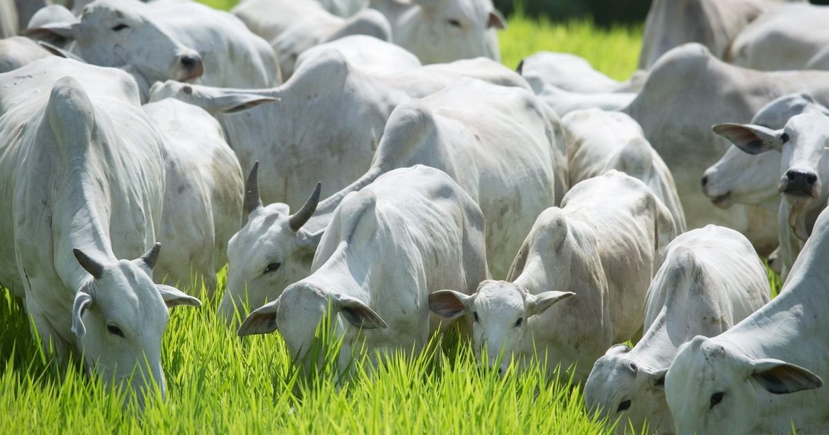 boi-pecuaria-bovinocultura-credito-Wenderson-Araujo-CNA-26.jpg